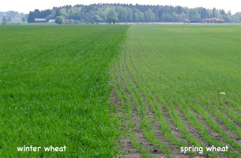 Winter Wheat Planted In Autumn Left And Spring Wheat Planted In The Download Scientific