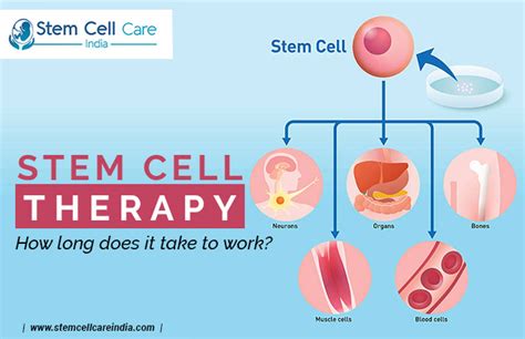 Stem Cell Therapy