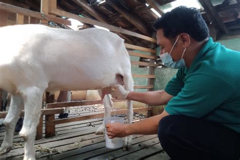 Pemeliharaan Sederhana Hasil Menjanjikan Susu Kambing Ekonomi