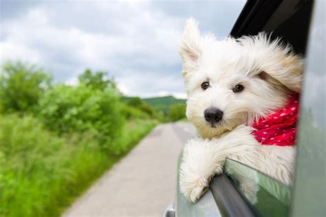 Dog's Head Out the Car Window - A Dangerous Habit | TripsWithPets.com