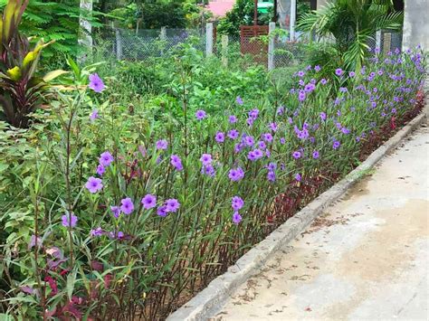 How To Plant Mexican Petunia Complete Growing Care Tips