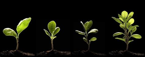 stages  evolution realistic render premium ai generated image