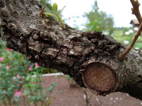 Why Do Some Plants Get Cankers? - UF/IFAS Extension Orange County