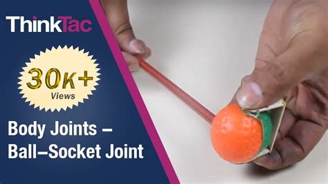 Body Joints Ball Socket Joint Thinktac Science Experiment Youtube