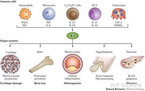 白细胞介素家族相关知识 知乎