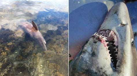 Aparece en la ría de Arousa un tiburón de 300 kilos nunca antes visto