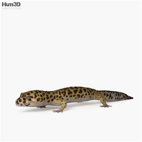 Animated Common Leopard Gecko 3D model - Download Reptile on 3DModels.org