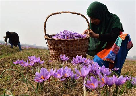 Jammu Kashmir Researchers Modernizing Saffron Cultivation To Improve