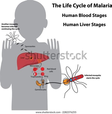 Life Cycle Malaria Parasite Human Blood Stock Vector Royalty Free