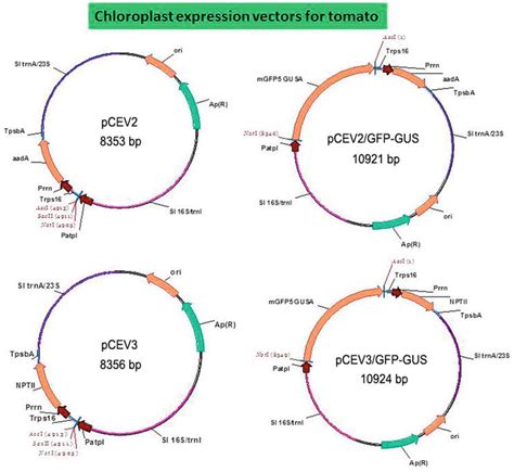 Construction And Evaluation Of Chloroplast Expression Vectors In Higher