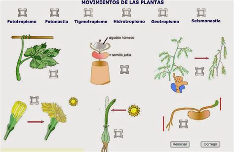 Biolog A Y Geolog A Toni De Bachillerato Relaci N En Vegetales