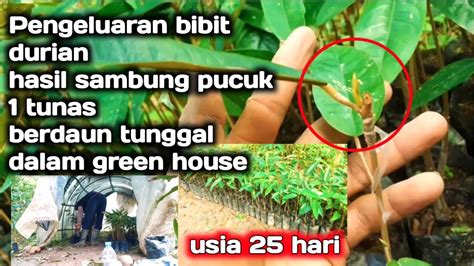 Pengeluaran Bibit Durian Dalam Green House Hasil Sambung Pucuk 1 Tunas