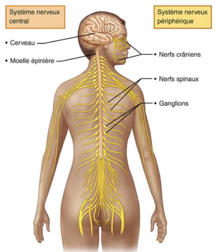 Physiologie Humaine Système nerveux Flashcards Quizlet