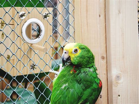 Cooshou Bird Nest Box Parakeet Breeding Nest Box Bird Nest House Wooden