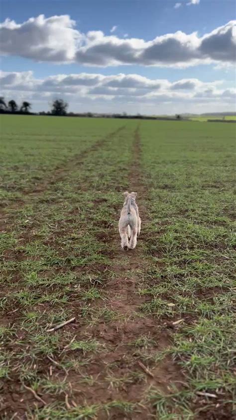 On Twitter Rt Bertie Lakeland Its Great To Walk Across A