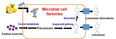 A review about microbial synthesis of limonene and its derivatives 合成微