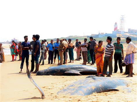 Carcasses Of 30 Baleen Whales Found Washed Ashore The Economic Times