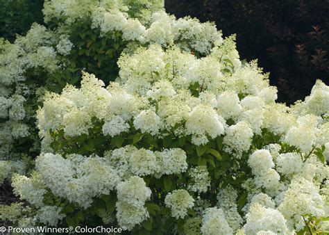 Hydrangea Paniculata Panicle Hydrangea Maple Hill Nursery