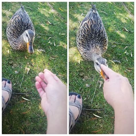 Cute little duck at the park *pets* : r/aww