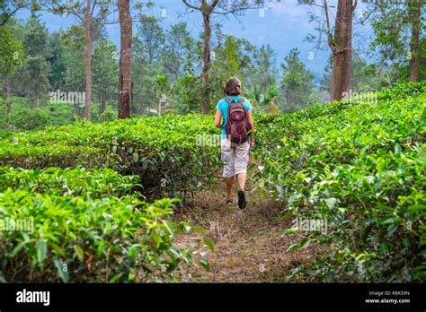 India State Of Kerala Wayanad District Hike In The Tea Plantations