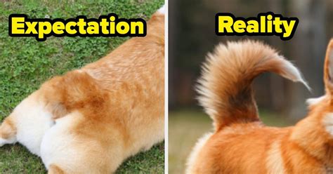 I Had No Idea Corgis Are Born With Long Tails And I Can T Be The Only