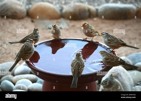 White Crowned Sparrows Drink From A Backyard Bird Bath In Santa Fe New