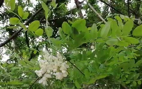 国槐树是什么植物？ 蜜源植物 酷蜜蜂