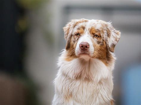 En 2022 le Berger australien demeure le chien préféré des Français