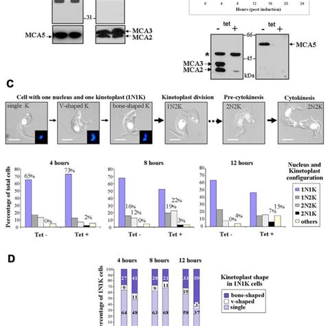 Rnai Of Metacaspases In Bsf T Brucei A Western Blot Of Cell