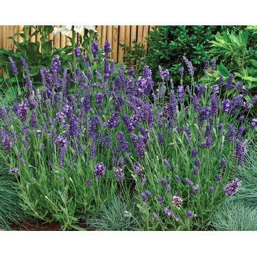 Lavandula Angustifolia Ellagance Purple Lavande Vraie Produits De