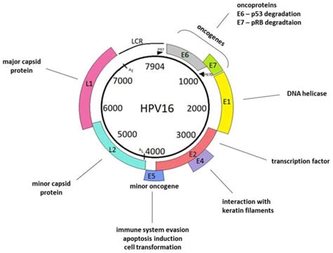 Ijms Free Full Text Human Papillomaviruses As Infectious Agents In