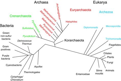 Archaea From Genomics To Physiology And The Origin Of Life Trends In