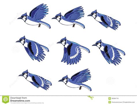 Blue Jay Bird Flying Sequence Royalty Free Stock Image Image