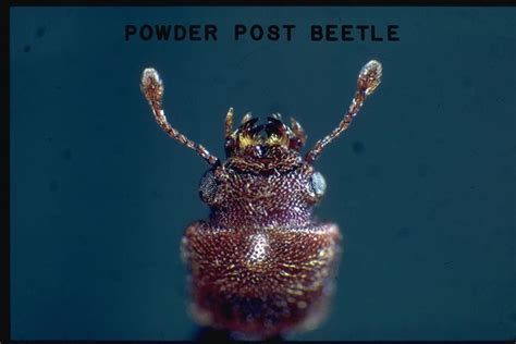 True Powderpost Beetles