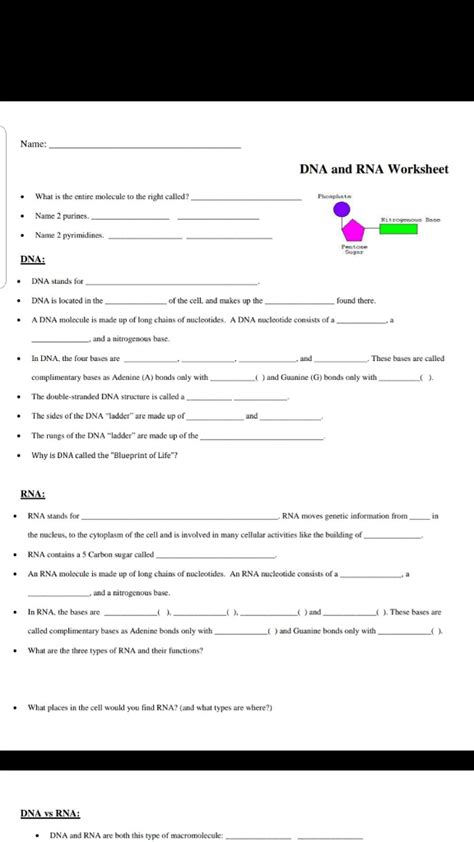 Dna And Rna Questions And Answers