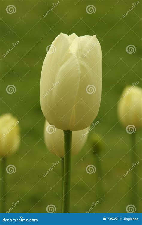 White Tulips Stock Image Image Of Petals Spring Springtime 735451