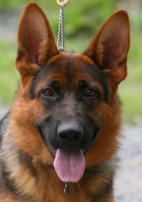 17 Best Images About German Shepherd On Pinterest Beautiful