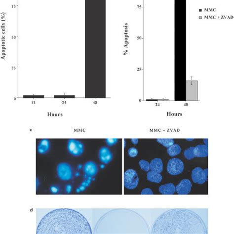 Drug Induced Apoptosis In Mcf 7 Cells A Mcf 7 Cells Were Treated