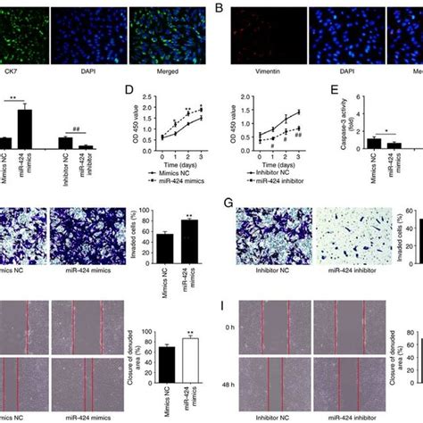 Mir Improves The Migratory And Invasive Abilities Of Htr Svneo