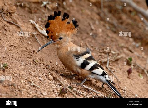 African Hoopoe Upupa Africana With Its Crest Extended Addo Elephant