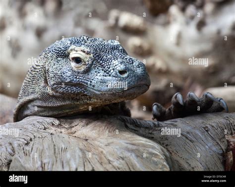 Komodo Drache Oder Varanus Komodoensis Fotos Und Bildmaterial In