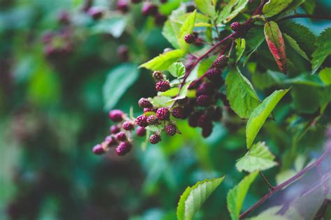 Free Images Tree Nature Branch Blossom Fruit Berry Leaf Flower