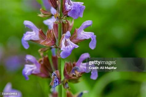 Purple Larkspur Photos and Premium High Res Pictures - Getty Images