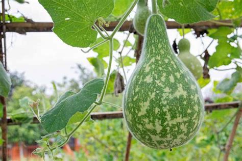 How To Grow And Harvest Birdhouse Gourds Gardener S Path