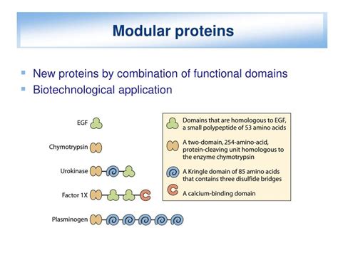 Ppt Protein Structure And Function Powerpoint Presentation Free 288