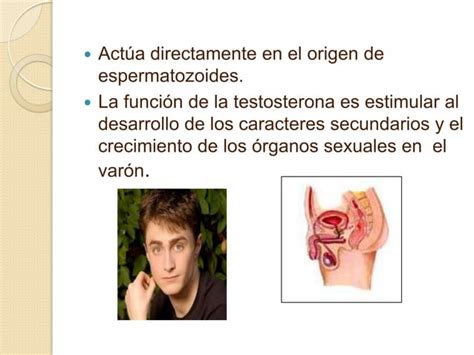 Hormonas Sexuales PPT