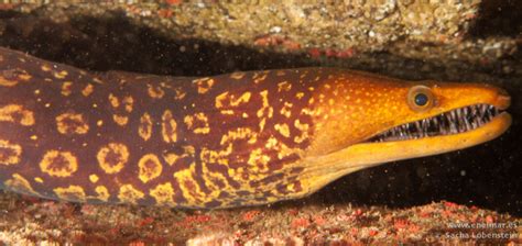 Fangtooth moray (Enchelycore anatina) | adriaticnature