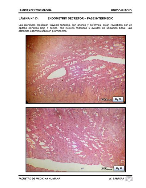 Atlas De Embriolog A Pdf