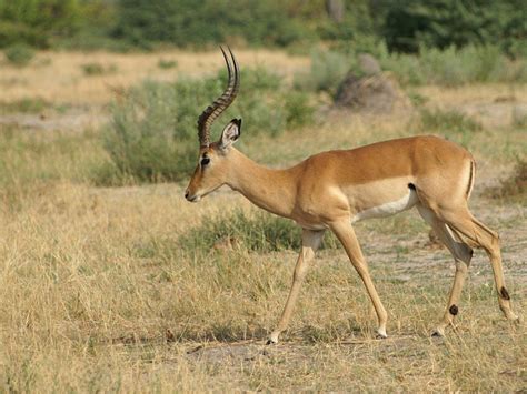 The Impala Cute Animal All Facts And New Photographs The Wildlife