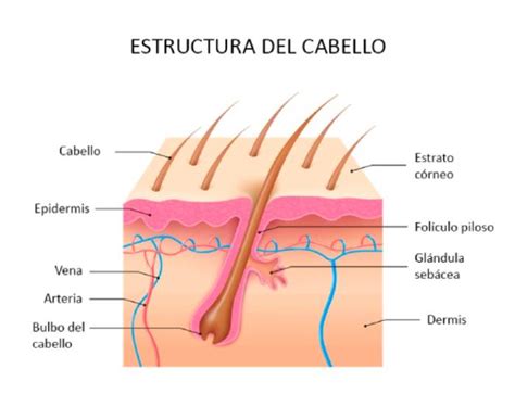 Plata Jerarqu A Teor A B Sica Estructuras Pilosas Distracci N